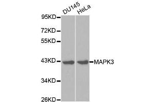 Western blot analysis of extracts of various cell lines, using MAPK3 antibody.