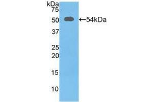 Western blot analysis of recombinant Mouse SLC3A2. (SLC3A2 anticorps  (AA 285-522))