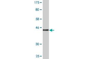 Western Blot detection against Immunogen (42.