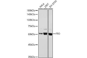 Western blot analysis of extracts of various cell lines, using FTO antibody (ABIN6131655, ABIN6140795, ABIN6140796 and ABIN6218529) at 1:1000 dilution. (FTO anticorps  (AA 416-505))