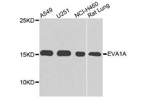 Western blot analysis of extracts of various cell lines, using EVA1A antibody. (TMEM166 anticorps)
