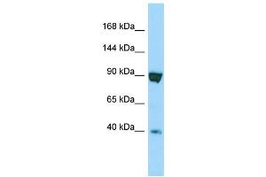 Western Blotting (WB) image for anti-Sperm Specific Antigen 2 (SSFA2) (C-Term) antibody (ABIN2790382)