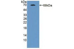 Western blot analysis of recombinant Human MAN1A1. (MAN1A1 anticorps  (Glu653))