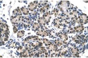 Immunohistochemical staining (Formalin-fixed paraffin-embedded sections) of human pancreas with DHX9 polyclonal antibody  at 4-8 ug/mL working concentration. (DHX9 anticorps  (N-Term))