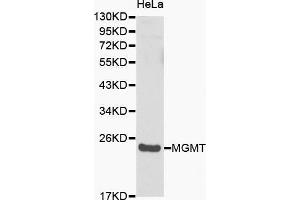 Western blot analysis of Hela cell lysate using MGMT antibody. (MGMT anticorps  (AA 1-207))