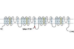 Representative domain view of the target of ABIN7885409.