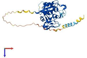 AlphaFold protein structure predicition of Human Recombinant B3GAT2 Protein, UniprotID Q9NPZ5