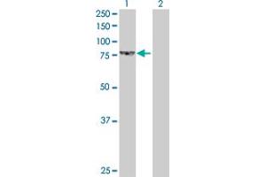Western Blot analysis of LETM1 expression in transfected 293T cell line by LETM1 MaxPab polyclonal antibody.