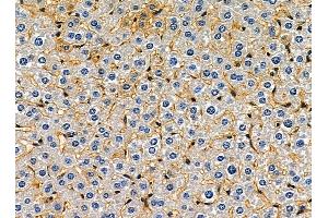 ABIN7095352 and ABIN7099409 at 1/100 staining mouse liver tissue by IHC-P.