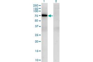 Western Blot analysis of TBX21 expression in transfected 293T cell line by TBX21 monoclonal antibody (M09), clone 1D12. (T-Bet anticorps  (AA 387-486))