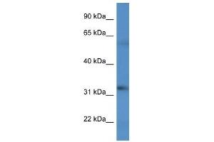 Western Blot showing BCO2 antibody used at a concentration of 1 ug/ml against HT1080 Cell Lysate (BCO2 anticorps  (C-Term))