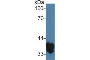 Western Blot; Sample: Mouse Spleen lysate; ;Primary Ab: 3µg/ml Rabbit Anti-Mouse TMEM173 Antibody;Second Ab: 0. (STING/TMEM173 anticorps  (AA 160-371))