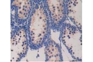Detection of GCG in Mouse Testis Tissue using Polyclonal Antibody to Glucagon (GCG)