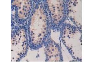 Detection of GCG in Mouse Testis Tissue using Polyclonal Antibody to Glucagon (GCG) (Glucagon anticorps  (AA 21-180))