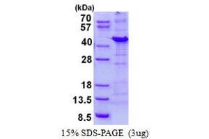 Image no. 1 for Protein Phosphatase 1, Regulatory Subunit 8 (PPP1R8) (AA 1-351) protein (His tag) (ABIN1098389)