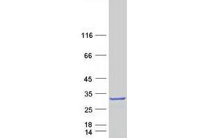 Validation with Western Blot (SENP8 Protein (Myc-DYKDDDDK Tag))