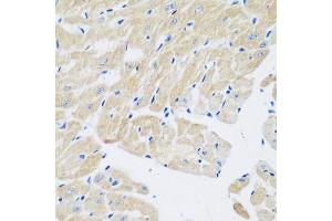 Immunohistochemistry of paraffin-embedded mouse heart using TGM5 antibody.