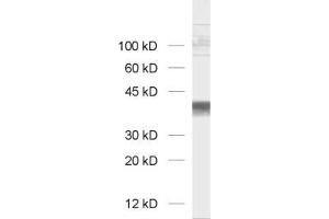 Western Blotting (WB) image for anti-Glyceraldehyde-3-Phosphate Dehydrogenase (GAPDH) antibody (ABIN1742501) (GAPDH anticorps)