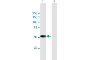 Western Blot analysis of TSPYL6 expression in transfected 293T cell line by TSPYL6 MaxPab polyclonal antibody. (TSPY-Like 6 anticorps  (AA 1-410))