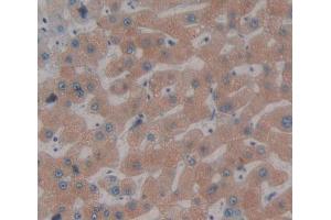 IHC-P analysis of Kidney tissue, with DAB staining. (FDPS anticorps  (AA 1-419))