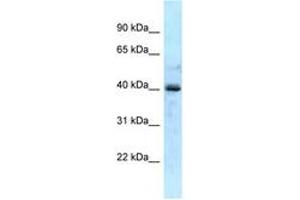 Image no. 1 for anti-Galactokinase 1 (GALK1) (AA 57-106) antibody (ABIN6747828) (GALK1 anticorps  (AA 57-106))