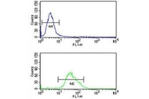 FOXG1 antibody flow cytometric analysis of U251 cells (green) compared to a negative control (blue).