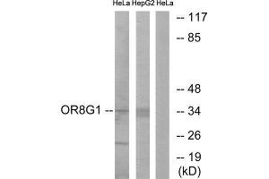 Western Blotting (WB) image for anti-Olfactory Receptor, Family 8, Subfamily G, Member 1 (OR8G1) (C-Term) antibody (ABIN1853290) (OR8G1 anticorps  (C-Term))
