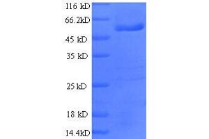 Ras-Related GTP Binding A (RRAGA) (AA 1-247), (partial) protein (GST tag) (RRAGA Protein (AA 1-247, partial) (GST tag))