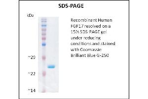 SDS-PAGE (SDS) image for Fibroblast Growth Factor 17 (FGF17) (Active) protein (ABIN5509476) (FGF17 Protéine)