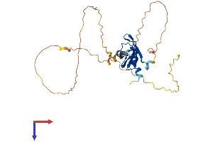 RNA Binding Motif Protein 11 (RBM11) (AA 1-281) protein (His tag)