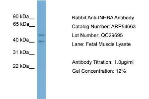 WB Suggested Anti-INHBA  Antibody Titration: 0.