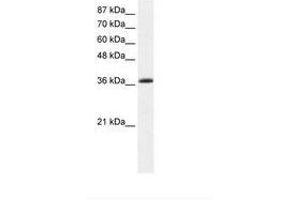 Image no. 1 for anti-Kruppel-Like Factor 1 (erythroid) (KLF1) (AA 188-237) antibody (ABIN202347) (KLF1 anticorps  (AA 188-237))