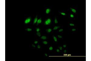 Immunofluorescence of purified MaxPab antibody to C8orf72 on HeLa cell. (FAM110B anticorps  (AA 1-370))