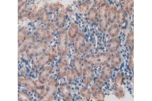 IHC-P analysis of kidney tissue, with DAB staining. (HSD17B12 anticorps  (AA 1-312))