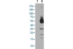 Western Blot analysis of HEK293T cells transfected with the Lane 1: pCMV6-ENTRY control and Lane 2: pCMV6-ENTRY TH cDNA for 48 hrs (5 ug/lane) using TH monoclonal antibody, clone 1D8 . (Tyrosine Hydroxylase anticorps)