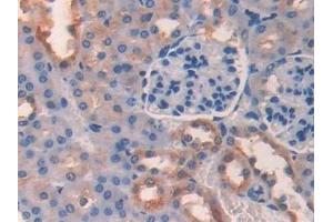 Detection of PON2 in Mouse Kidney Tissue using Polyclonal Antibody to Paraoxonase 2 (PON2)