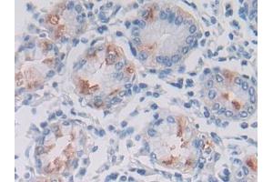 DAB staining on IHC-P; Samples: Human Stomach Tissue (LPHN3 anticorps  (AA 1105-1447))