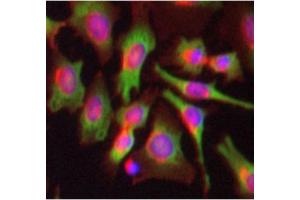 Image no. 3 for anti-Poly(A) Binding Protein, Cytoplasmic 1 (PABPC1) antibody (ABIN108538)