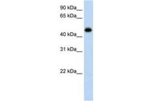 Image no. 1 for anti-Hydroxyacid Oxidase (Glycolate Oxidase) 1 (HAO1) (AA 251-300) antibody (ABIN6736638) (HAO1 anticorps  (AA 251-300))