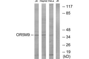 Western blot analysis of extracts from Jurkat cells, HepG2 cells and HeLa cells, using OR5M9 antibody. (OR5M9 anticorps  (Internal Region))