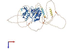 AlphaFold protein structure predicition of Human Recombinant NUAK2 Protein, UniprotID Q9H093