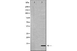 Western blot analysis of Hela whole cell lysates, using Histone H4K20me1 Antibody. (Histone H4 anticorps  (meLys20))