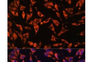 Immunofluorescence analysis of L929 cells using JAG2 Polyclonal Antibody at dilution of 1:100. (JAG2 anticorps)