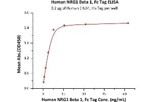 Immobilized Human ErbB4, His Tag (ABIN2181045,ABIN2181044) at 2 μg/mL (100 μL/well) can bind Human NRG1 Beta 1, Fc Tag (ABIN6973185) with a linear range of 0. (NRG1-beta 1 Protein (AA 2-246) (Fc Tag))