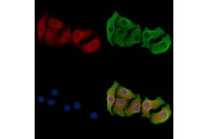 ABIN6264321 and ABIN6278365 staining Hela cells by IF/ICC. (PNLIP anticorps  (C-Term))