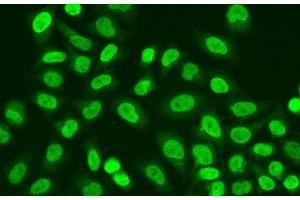 Immunofluorescence analysis of A549 cells using POLR2J Polyclonal Antibody (POLR2J anticorps)