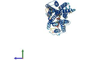 AlphaFold protein structure predicition of Mouse Recombinant Slc29a2 Protein, UniprotID Q61672