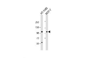Western Blot at 1:2000 dilution Lane 1: HT-1080 whole cell lysate Lane 2: MCF-7 whole cell lysate Lysates/proteins at 20 ug per lane. (RHBDF2 anticorps  (N-Term))