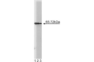Western Blotting (WB) image for anti-Protein tyrosine Phosphatase, Non-Receptor Type 11 (PTPN11) (AA 1-177) antibody (ABIN968069)