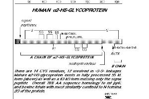 Diagram of human Fetuin/alpha2-HS-glycoprotein. (Fetuin A anticorps)
